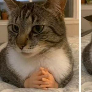 Meet your Posher, Sydney